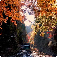 養老渓谷