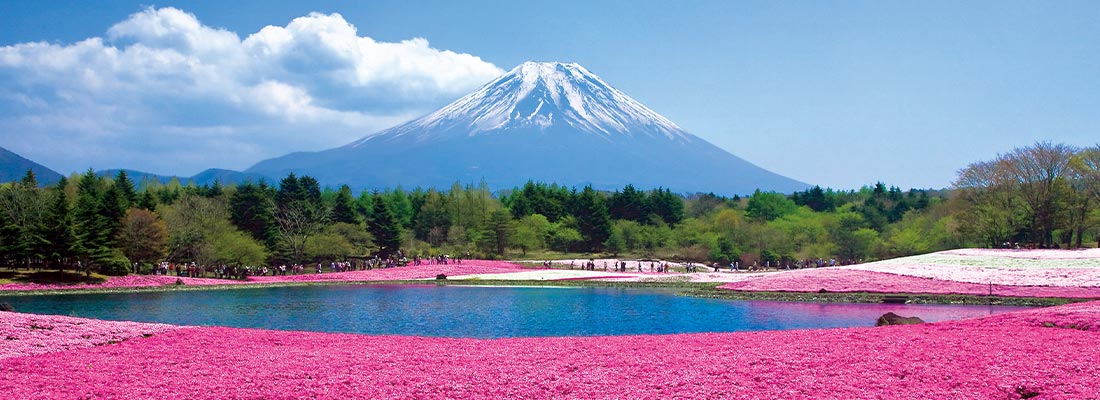 富士芝桜まつり