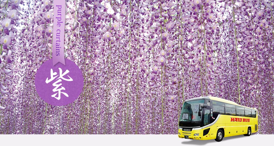 藤の花バスツアー