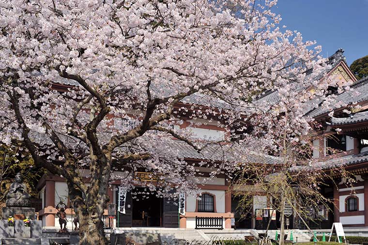 長谷観音・桜