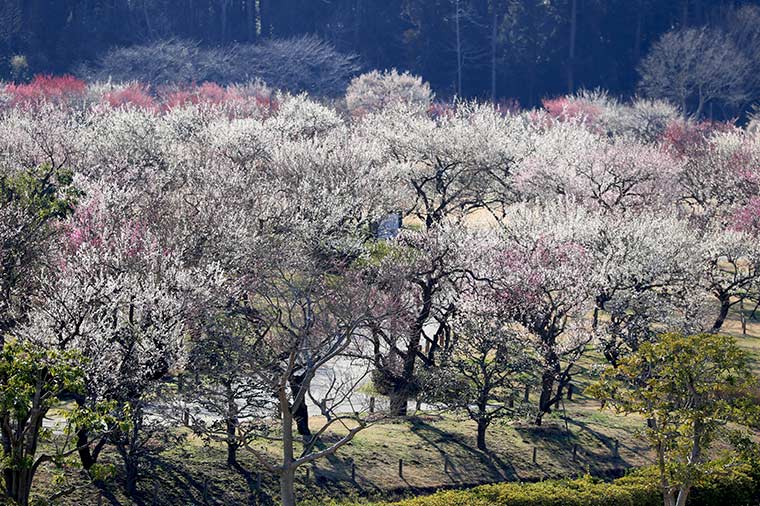 水戸偕楽園（画像提供：ピクスタ）