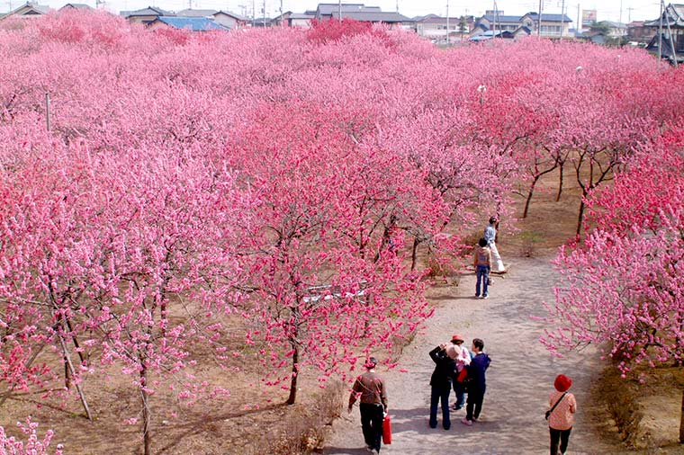 古河桃まつり