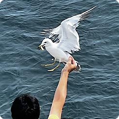 カモメ