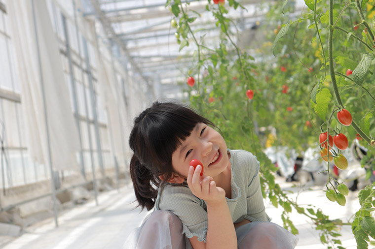 フルーツトマト狩り