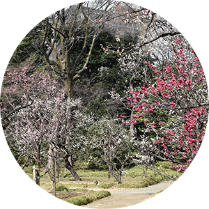 小石川後楽園