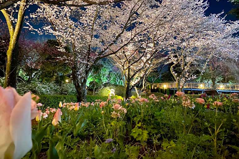 よみうりランド夜桜