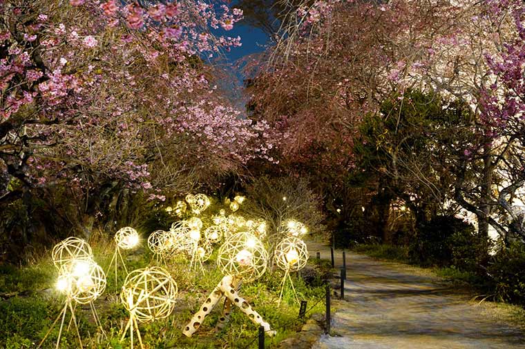 よみうりランド・夜桜びより