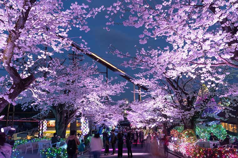 よみうりランド夜桜