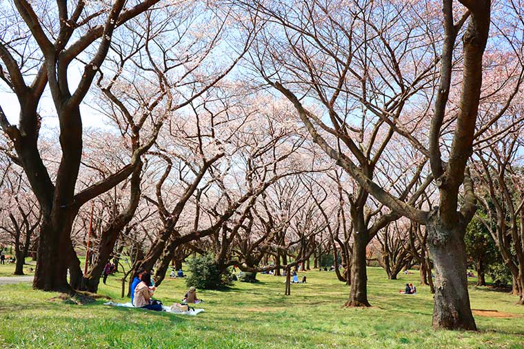 昭和記念公園