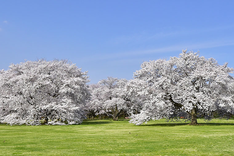 昭和記念公園・桜