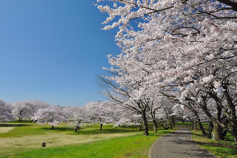 昭和記念公園・桜