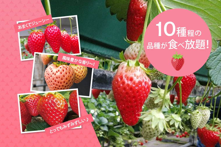 いちご狩り10種