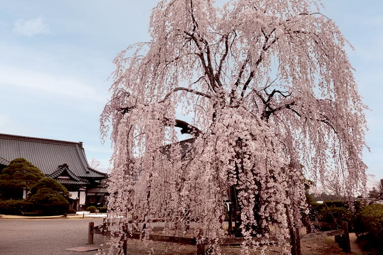 身延山久遠寺・しだれ桜