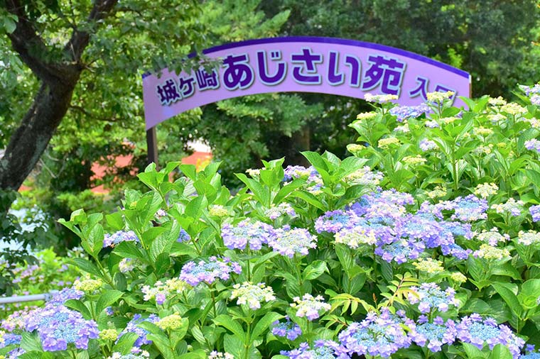 ニューヨークランプミュージアム＆フラワーガーデン・あじさい