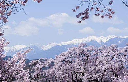 高遠城址公園・桜
