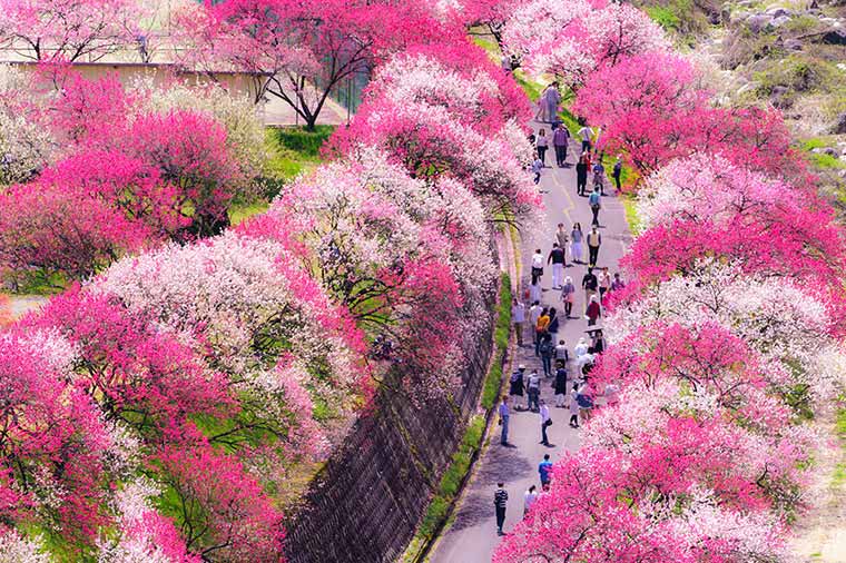 月川花桃の里