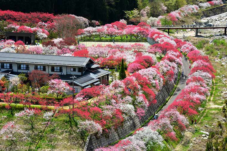 月川花桃の里