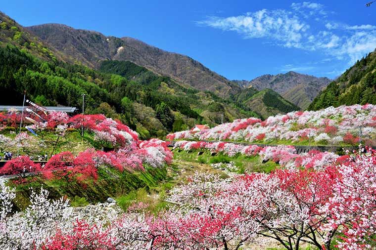 月川花桃の里
