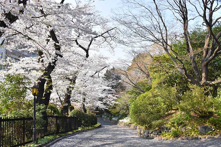 鳩山会館桜