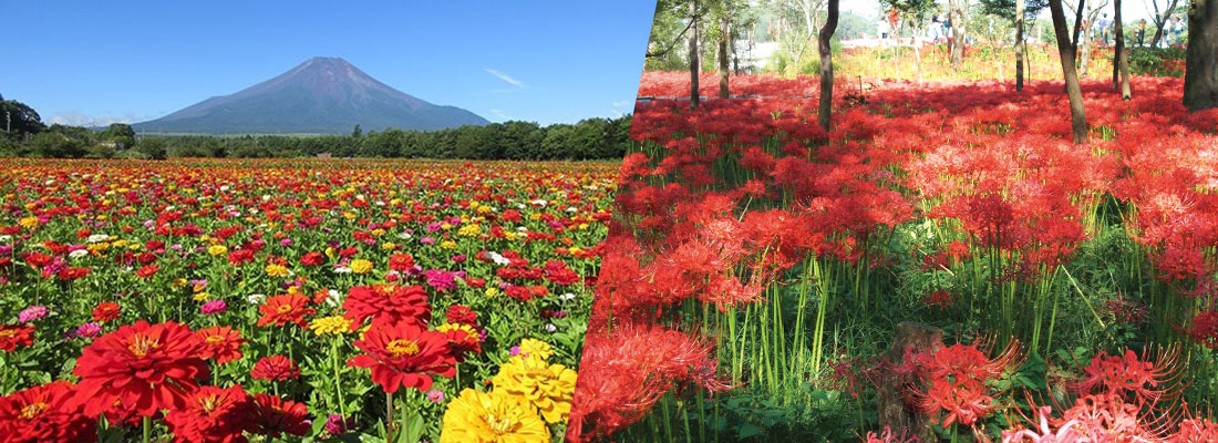 曼殊沙華