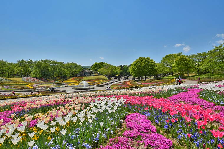 国営みちのく杜の湖畔公園・チューリップ