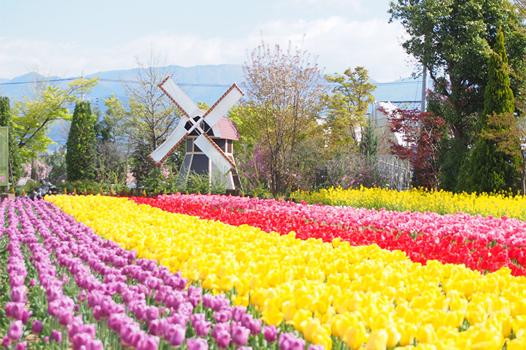 ハーブ庭園旅日記勝沼（4月・チューリップ）