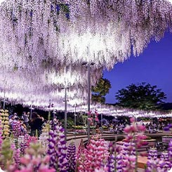 あしかがフラワーパークライトアップ