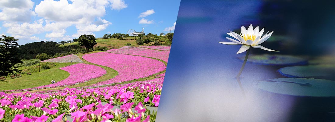 マザー牧場桃色吐息・あしかがフラワーパークスイレン