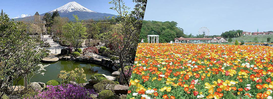 ハーブ・ポピー