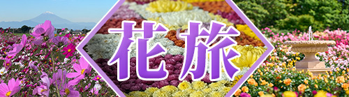 秋の花（コスモス・菊・バラ）旅特集2025