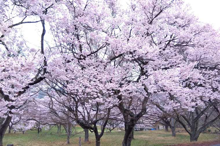 高遠城址公園