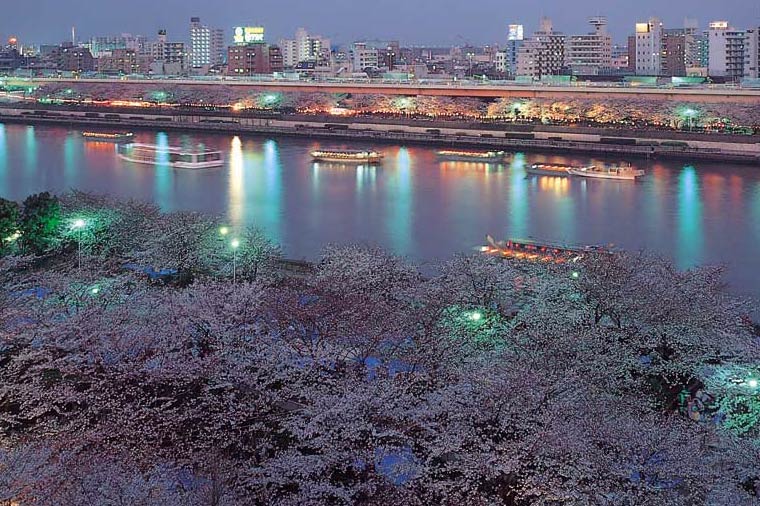 屋形船・夜桜