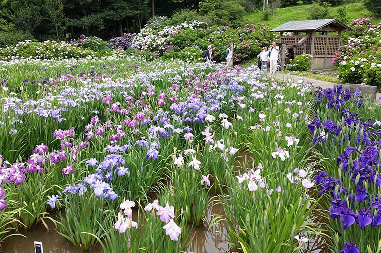 横須賀しょうぶ園