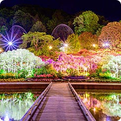 あしかがフラワーパークライトアップ