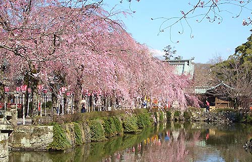三嶋大社・桜