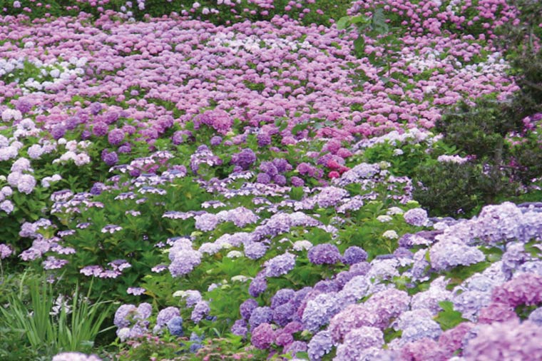 服部農園あじさい屋敷