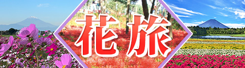 秋の花（コスモス・曼殊沙華・本栖湖）旅特集2025