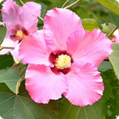 芙蓉