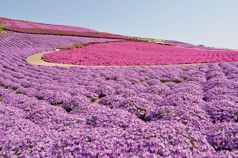 東京ドイツ村芝桜