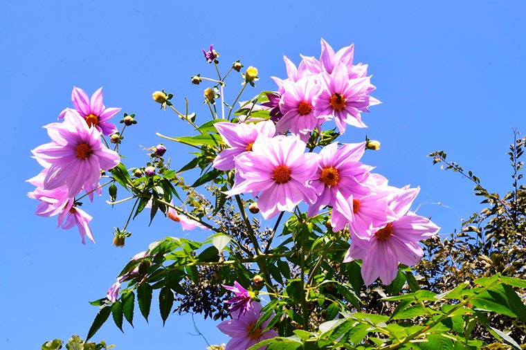 くりはま花の国・皇帝ダリア