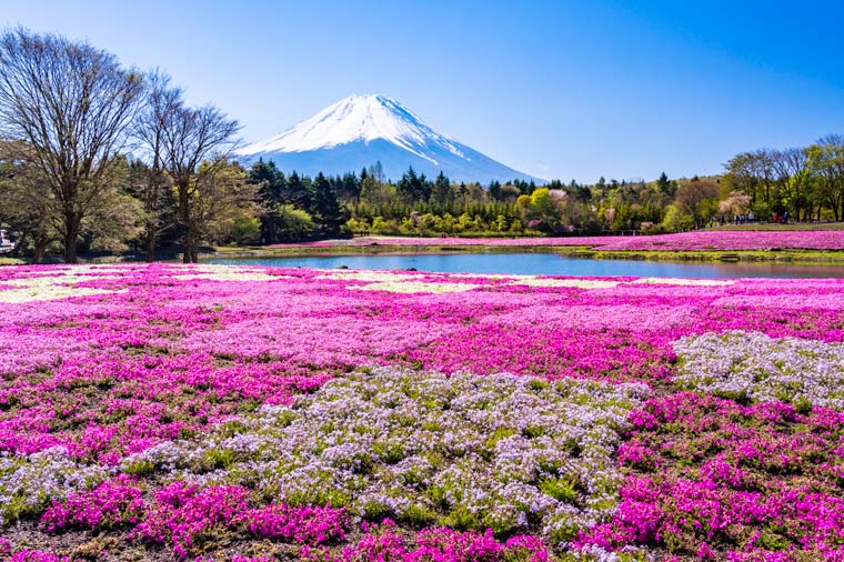 富士芝桜まつり