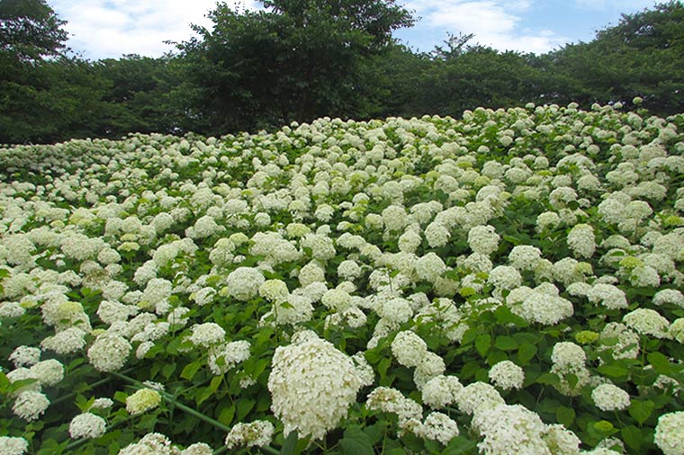 権現堂公園