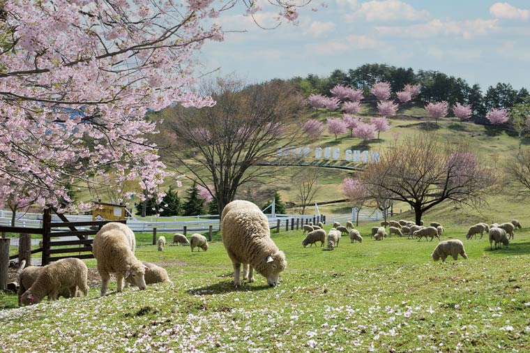 伊香保グリーン牧場・羊