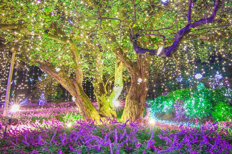 あしかがフラワーパーク・イルミネーション
