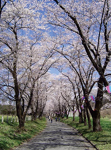 赤城南面千本桜・縦