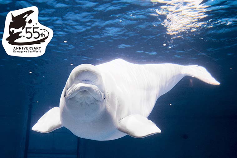 鴨川シーワールド・ベルーガ