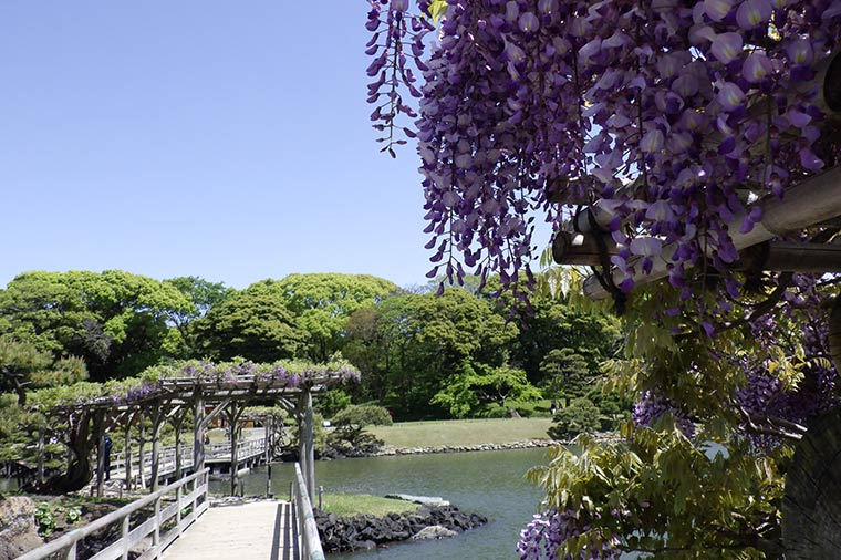 浜離宮恩賜庭園（春・藤の花）