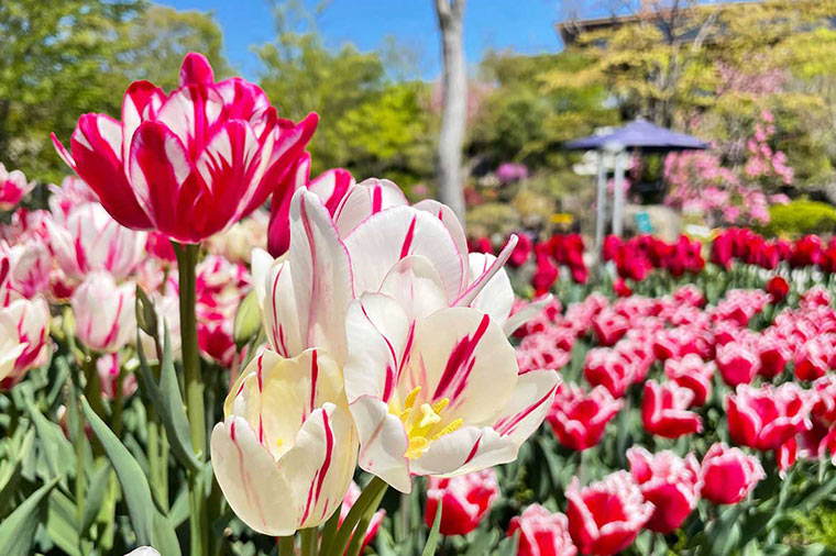 ハーブ庭園旅日記・富士河口湖庭園