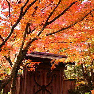 MOA美術館紅葉日帰り