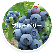 ブルーベリー狩り